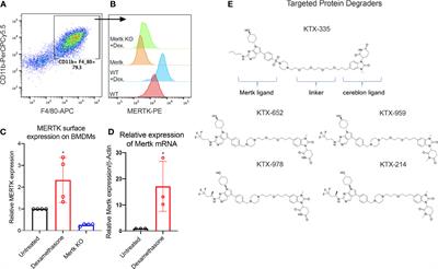 Targeted degradation of MERTK and other TAM receptor paralogs by heterobifunctional targeted protein degraders